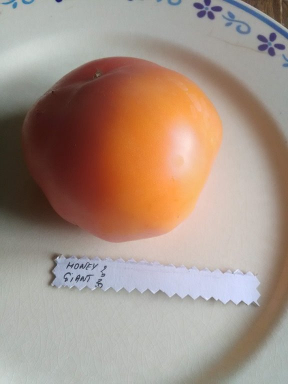 honey giant.jpg