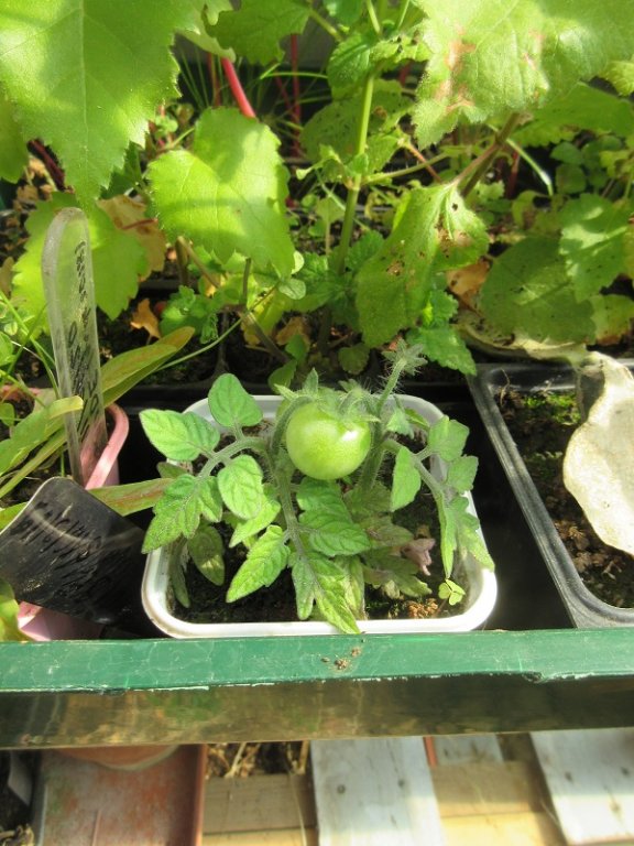 balcony-yellow-mini-pot.jpg