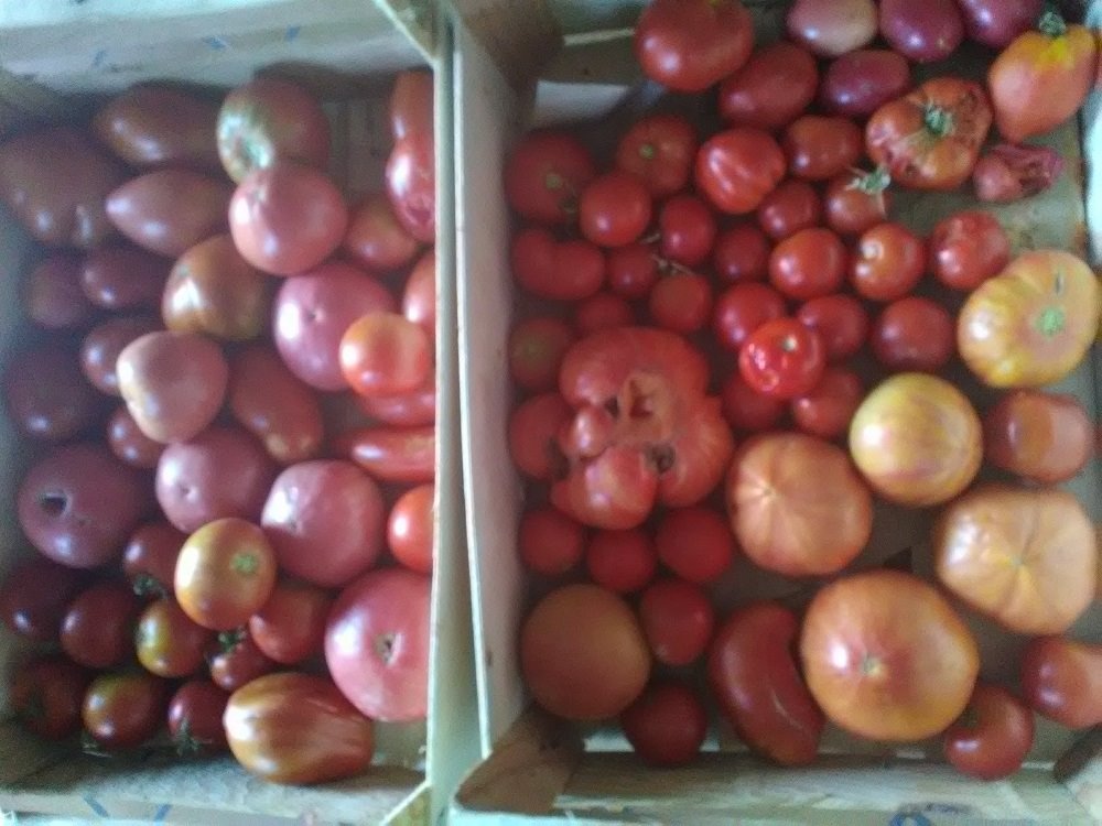 quelques tomates  pour coulis