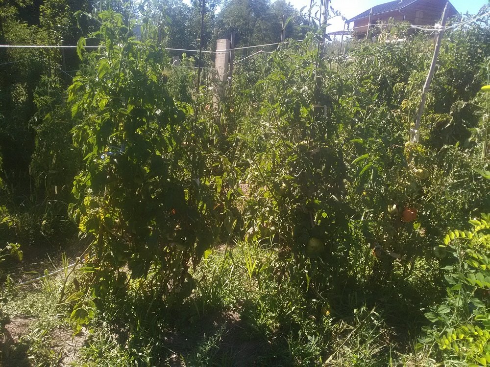 tomates extérieures(1).jpg