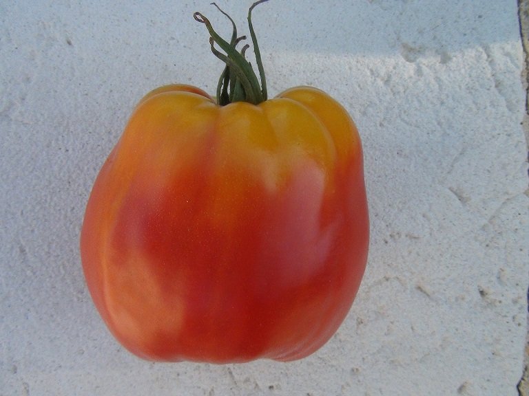Zone extérieure de tomate qui ne murit pas et devient jaune