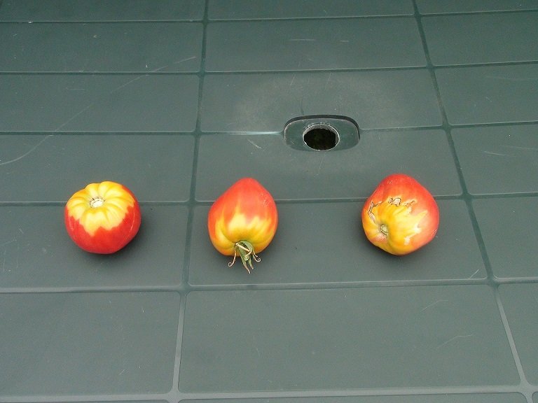 Zone extérieure de tomate qui ne murit pas et devient jaune et durcit