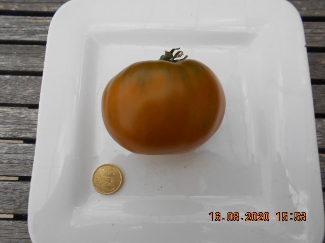 ELSER FARM'S BROWN DERBY.JPG