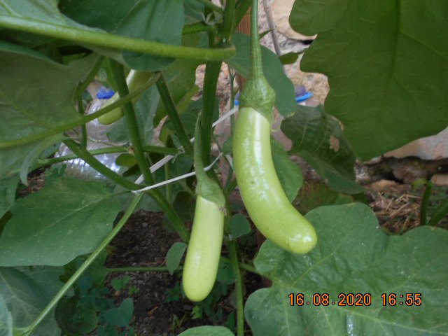 LOUISIANA LONG GREEN.JPG