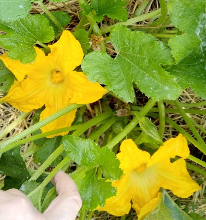 COURGETTESYES.jpg