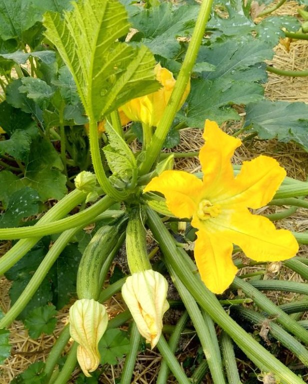 COURGETTESYES2.jpg