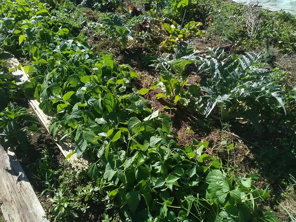 haricots (dernier semis).jpg