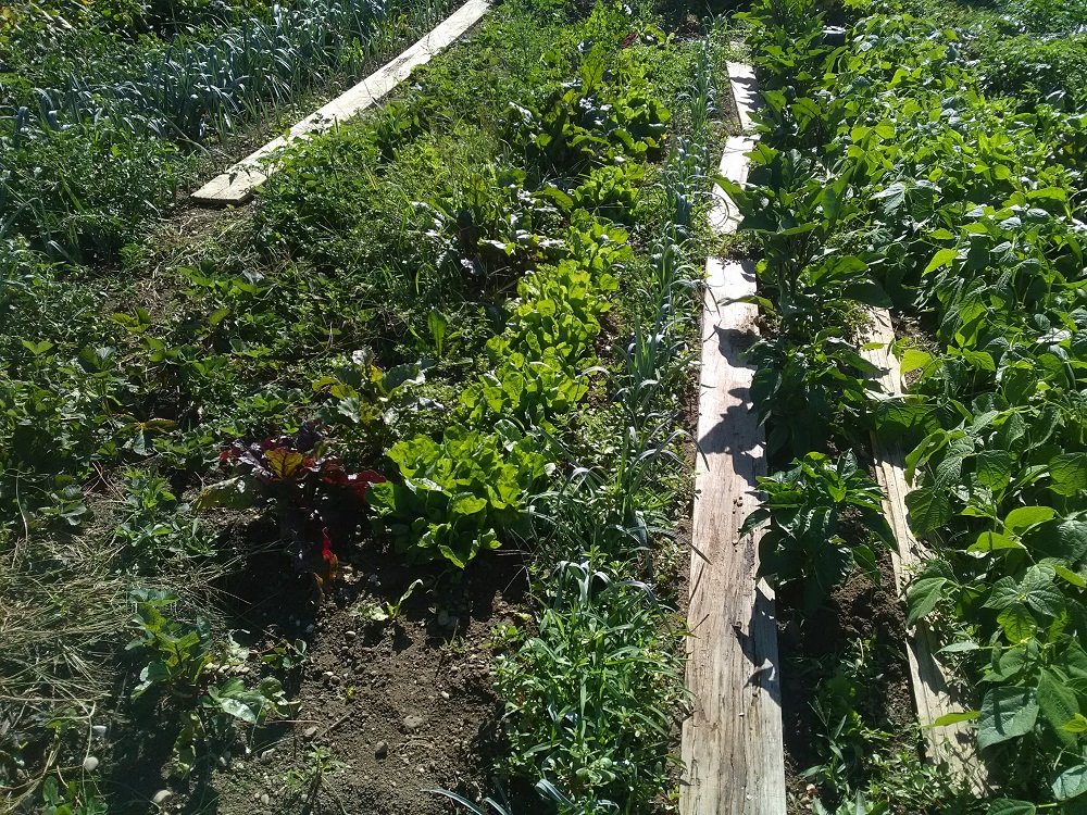 scaroles-poireaux-haricots-....jpg