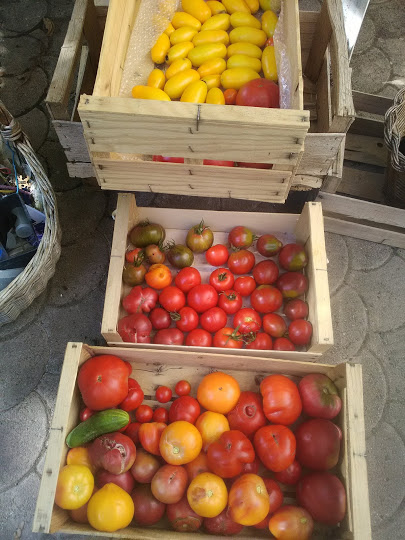 tomates pour coulis.png