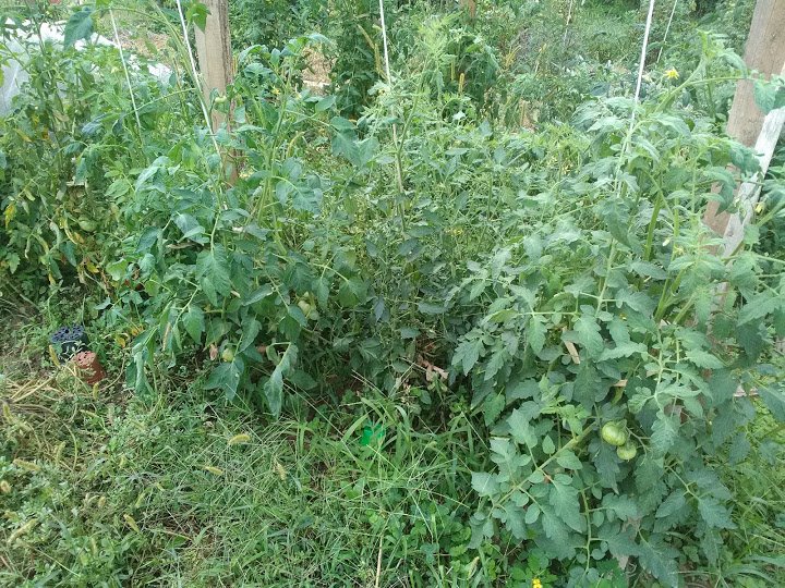 tomates sous abri.jpg