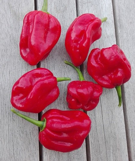 habanero5