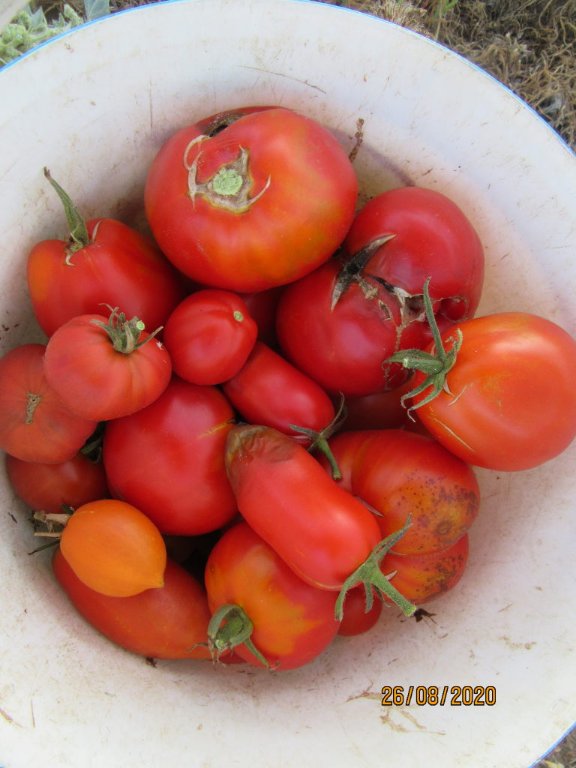 tomates du fond.jpeg