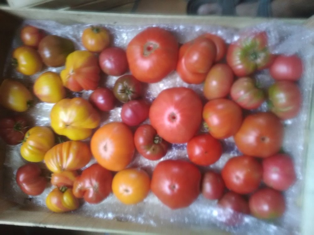 tomates 28-8-2020.jpg