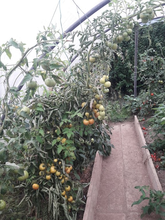 191023 pied de tomate inconnu.jpg