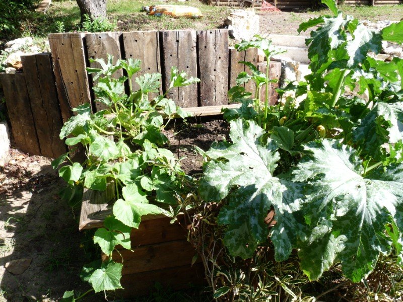 carré potager, mis en place début août.JPG