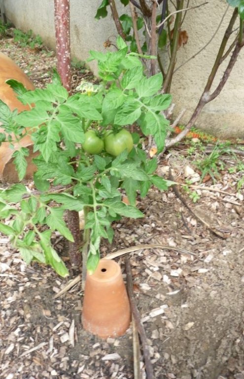 Pied de tomate Rose Claire.JPG