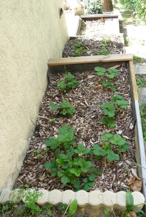 Premiers carrés de fraisiers   Anaïs, Charlotte, Mara des Bois.JPG