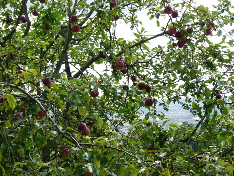 Pommes  variété ancienne Azeroli.JPG