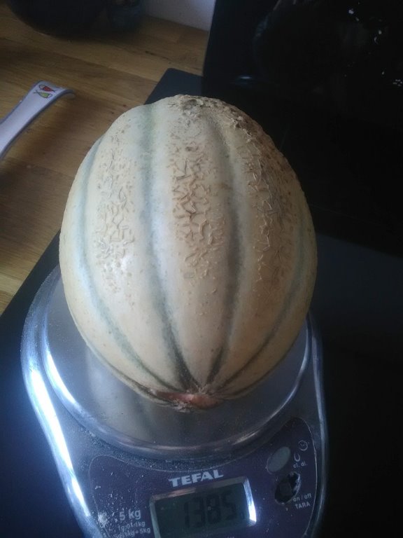 melon 1-9-2020.jpg