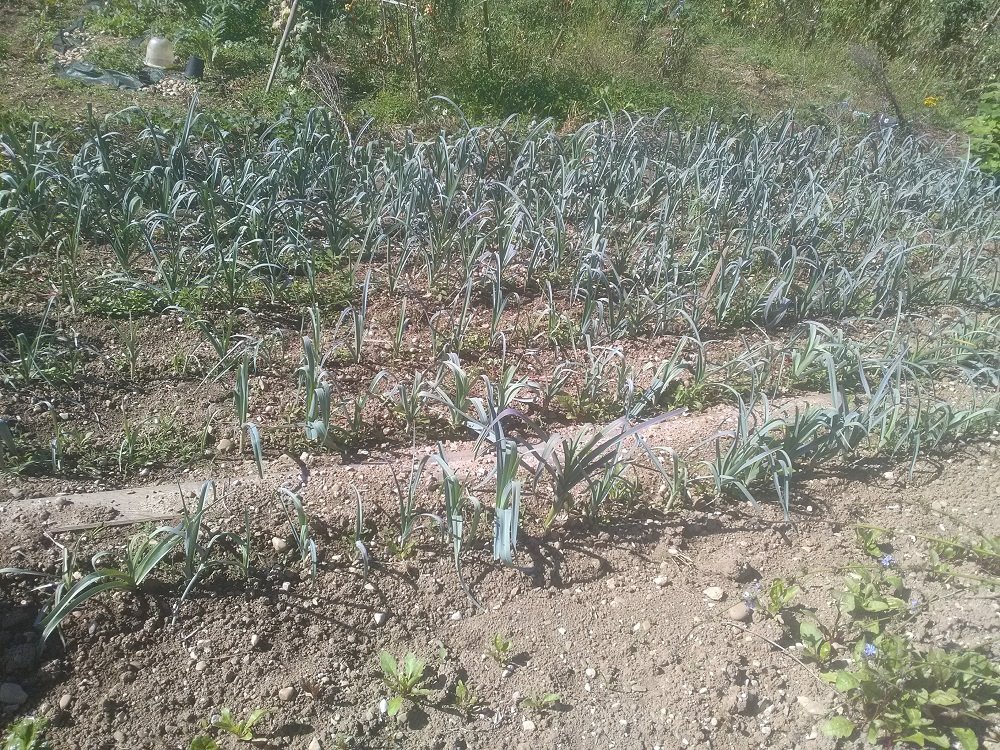 poireaux 3-9-2020.jpg