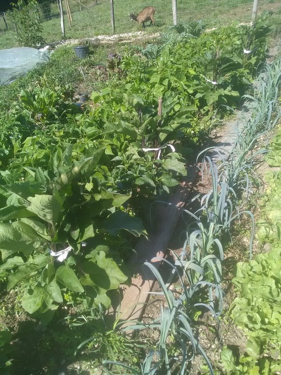Aubergines pour l'arrière saison