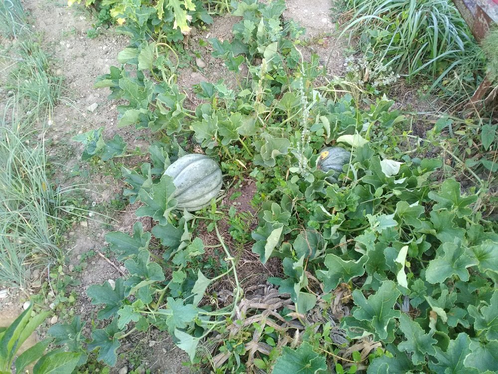 les derniers melons.jpg
