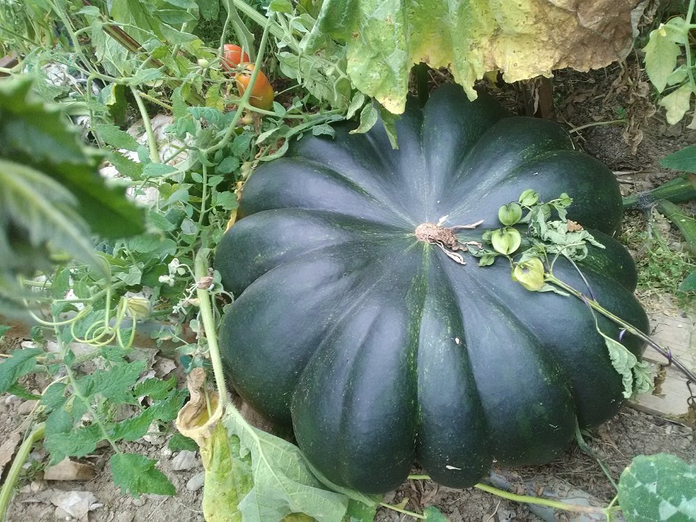 courge muscade.jpg