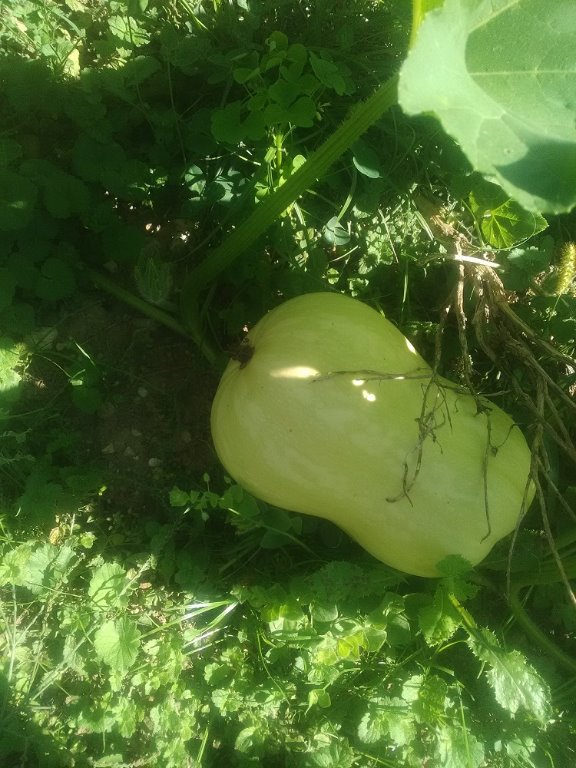butternut.jpg