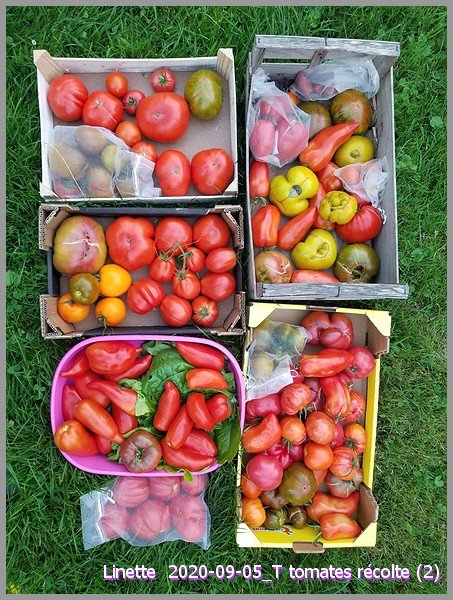 2020-09-05_t tomates récolte (2)sm.jpg