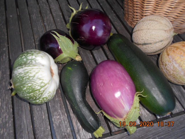 19 sept 2020 récolte  aubergines et courgettes.JPG