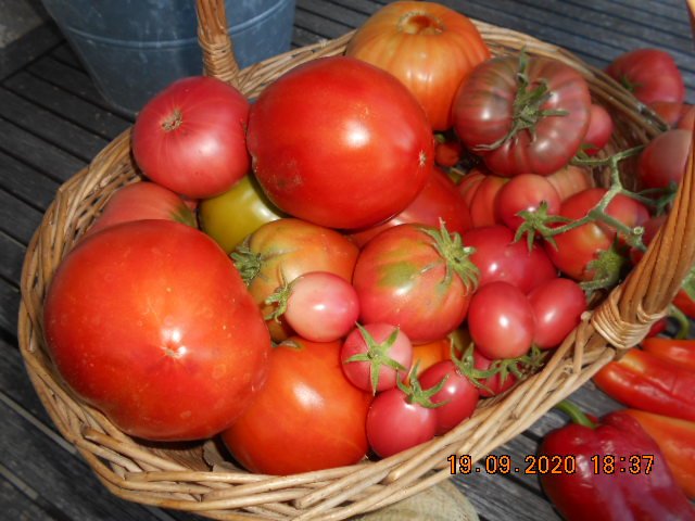 19 sept 2020 récolte tomates.JPG
