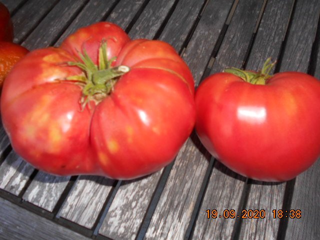 19 sept 2020 tomate (580 gr) mangée punaises.JPG