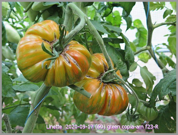 2020-09-17 (50) green copia-arn f23-rsm.jpg