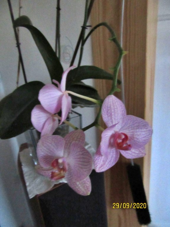 fin orchid2.jpeg