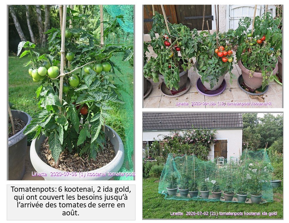 composition tomatenpots 2.jpg