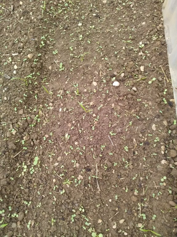 semis carottes.jpg