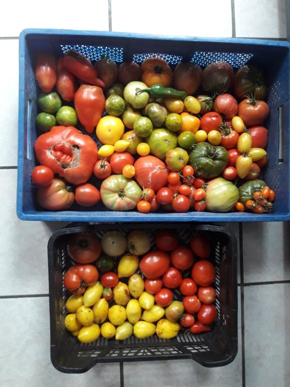201009 récolte de tomates du jour.jpg