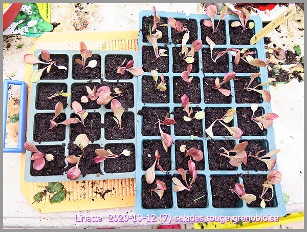 2020-10-12 (7) salades rouge grenobloisesm.jpg