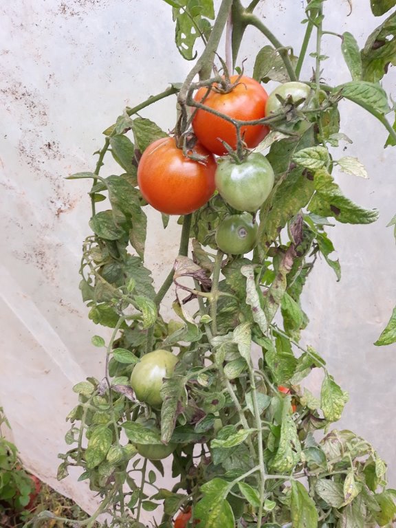 tomates mi-octobre 2020.jpg