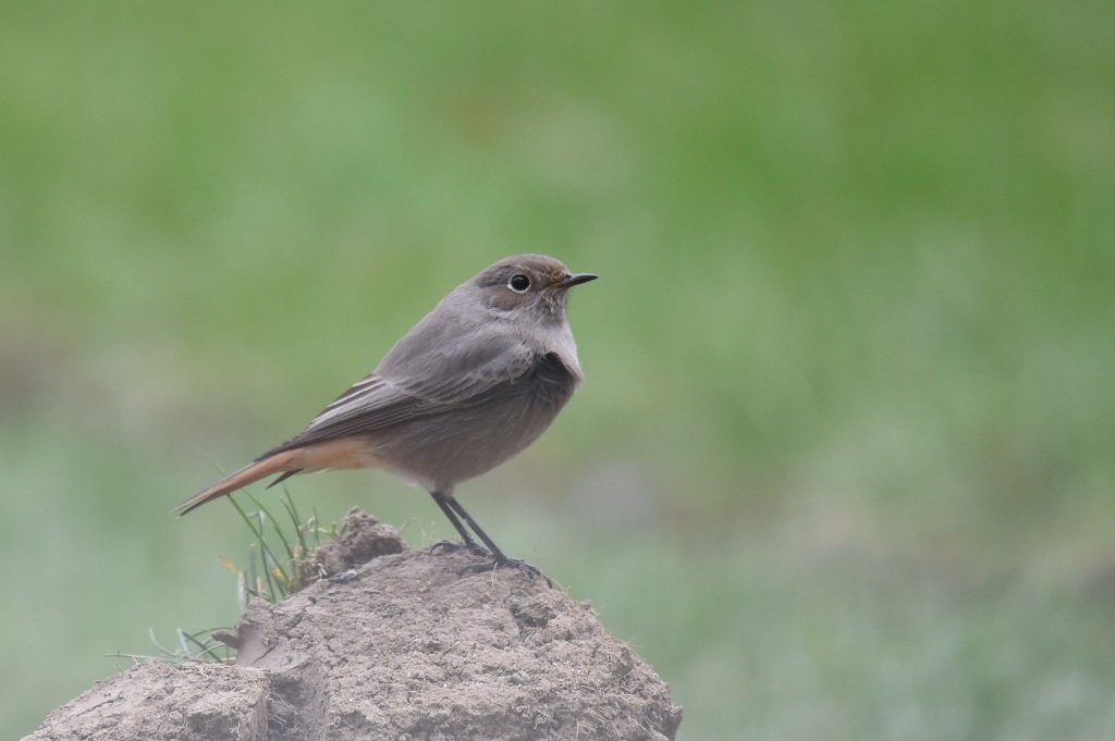 DSC_6976.JPG