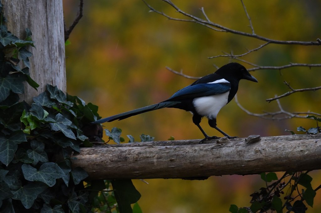 DSC_7039.JPG