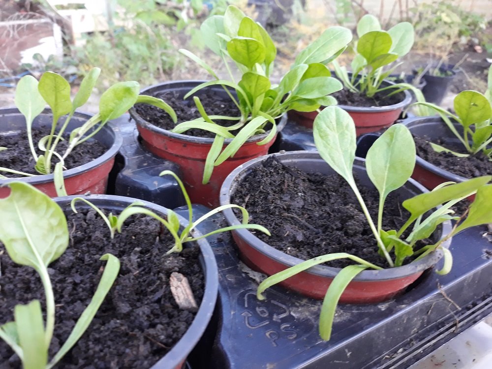 épinards à transplanter