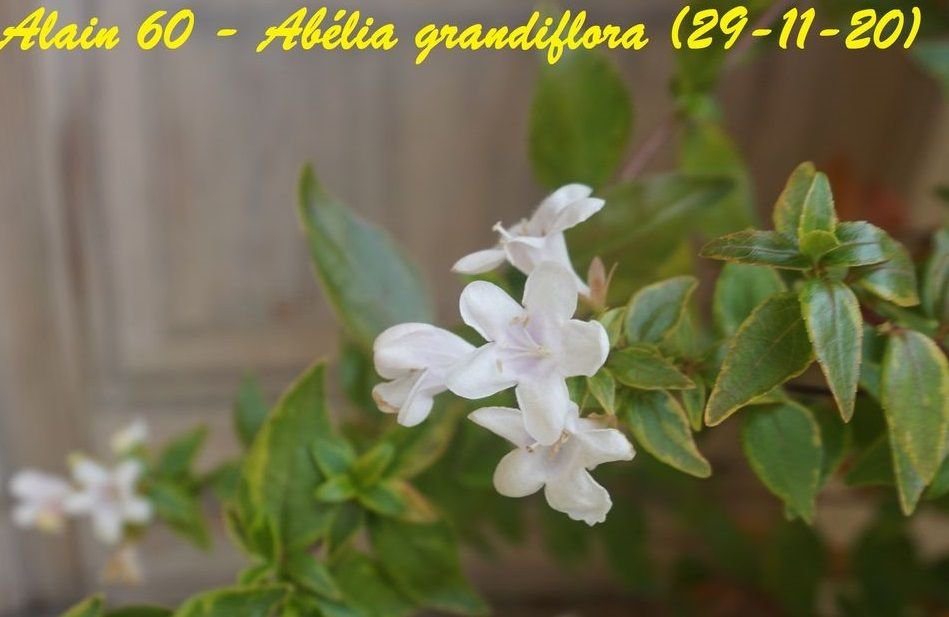 Abélia grandiflora 2+.jpg