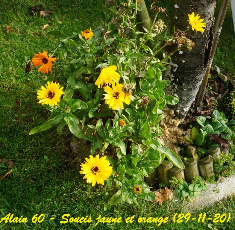 souci (Calendula officinalis)+.jpg