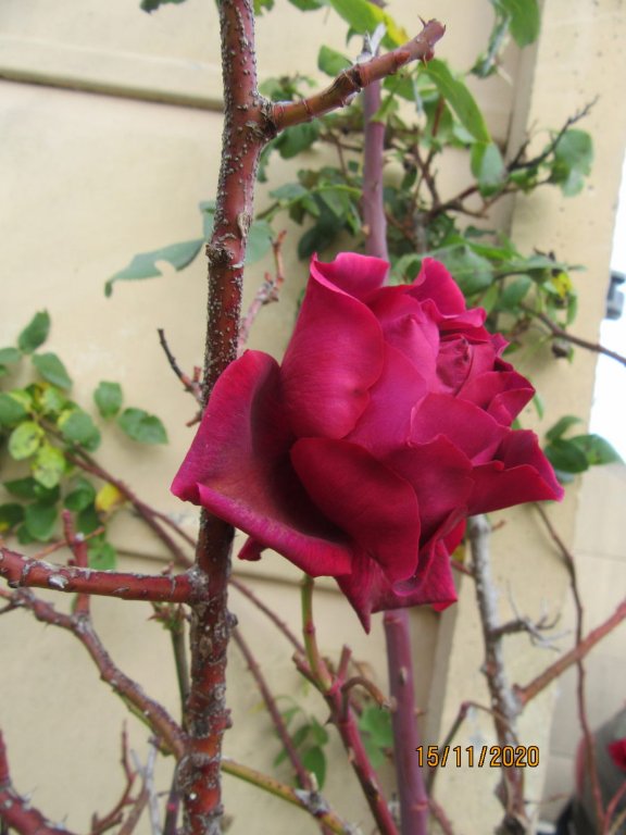 rose15nov.jpeg