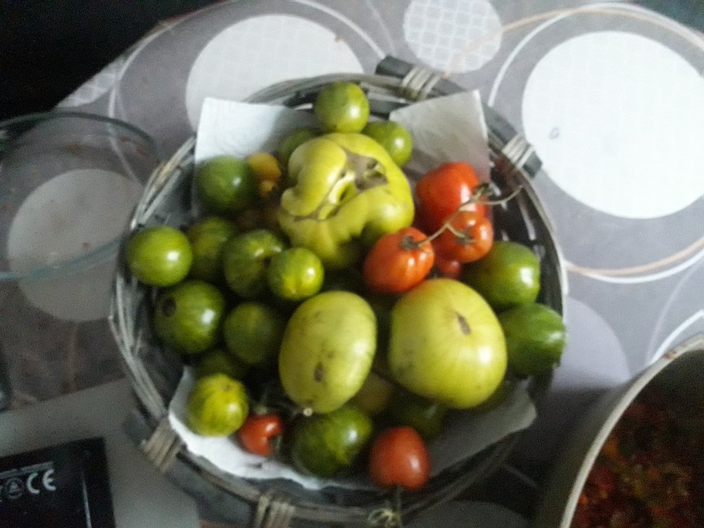 201204 dernières tomates_1.jpg
