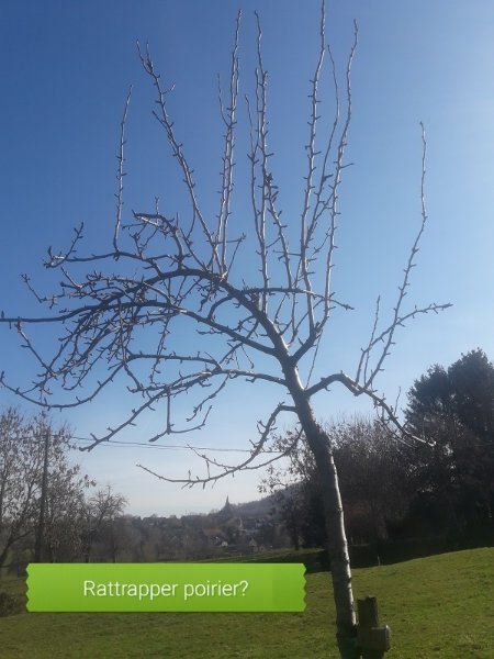 Poirier au vent, ca penche! Un espoir? Je laisse une charpentiere?