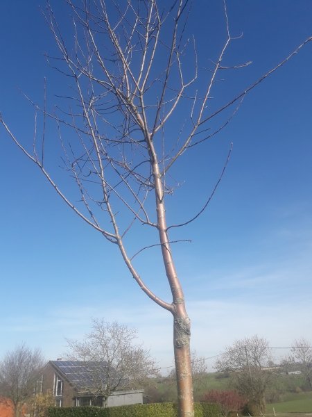 Pommier, j'i juste coupé celle du bas, verticale