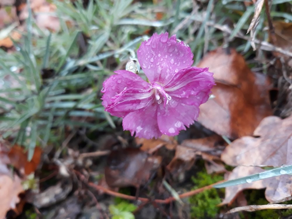 oeillet des fleuristes.jpg