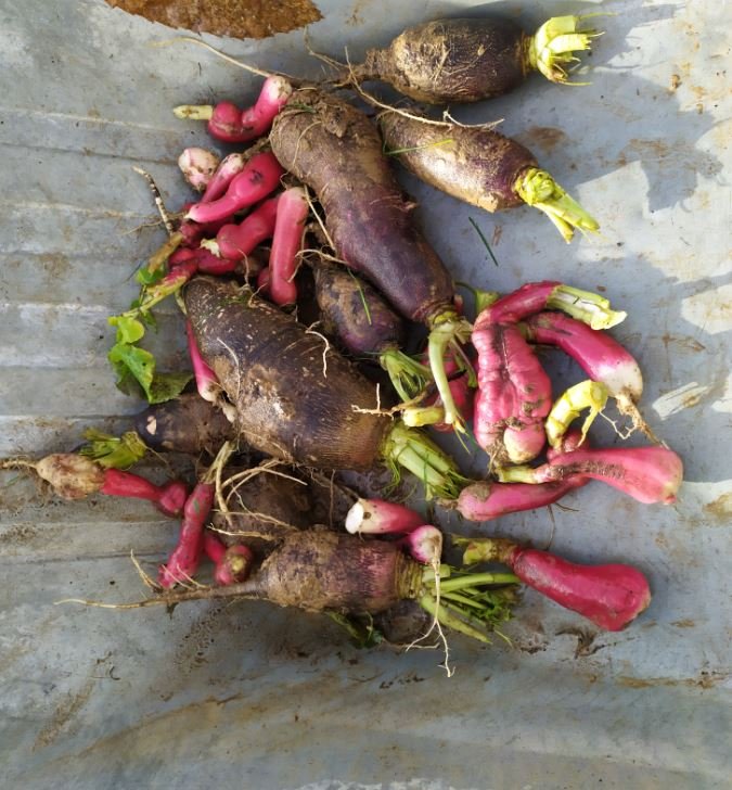 Les légumes oubliés